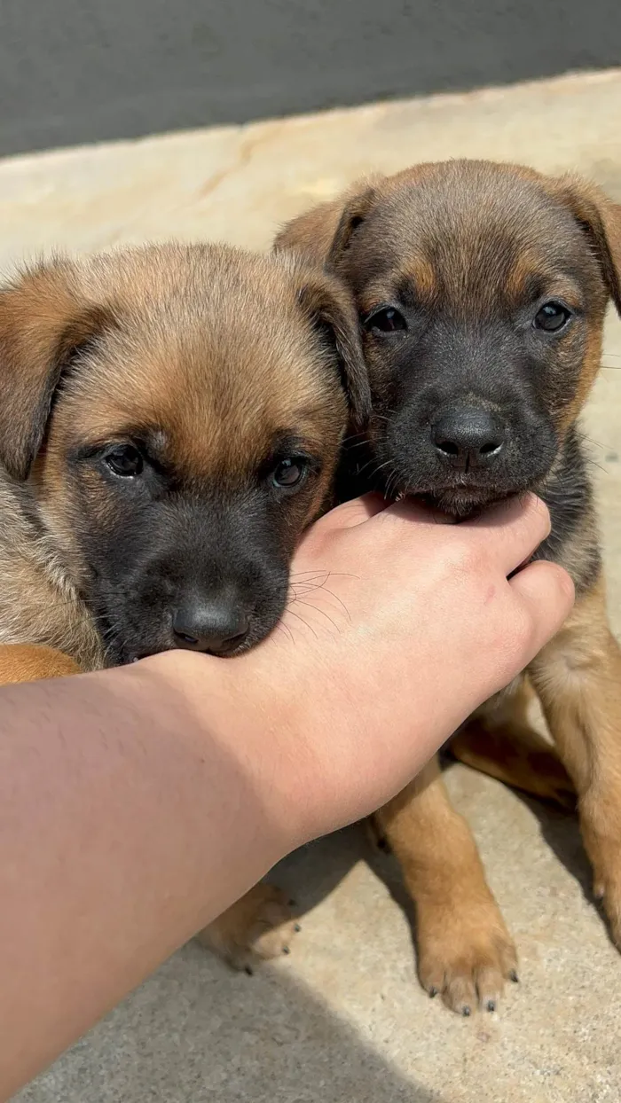 Cachorro ra a SRD-ViraLata idade Abaixo de 2 meses nome sem nome