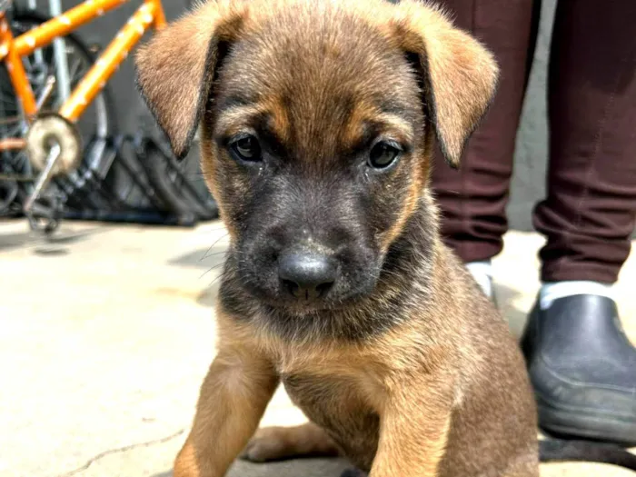 Cachorro ra a SRD-ViraLata idade Abaixo de 2 meses nome sem nome