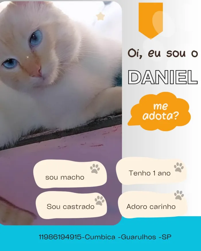 Gato ra a SRD-ViraLata idade 1 ano nome Daniel 