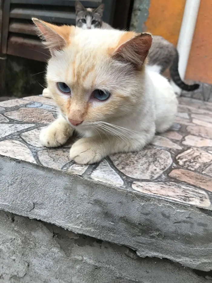 Gato ra a SRD-ViraLata idade 1 ano nome Daniel 