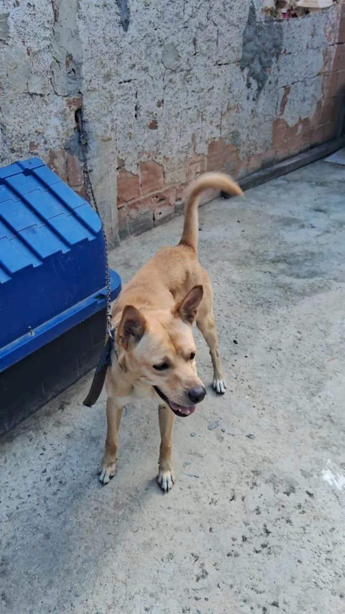 Cachorro ra a SRD-ViraLata idade 1 ano nome Antonio