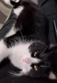 Magnus