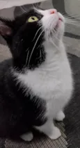 Magnus