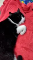 Magnus