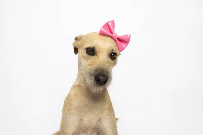 Cachorro ra a SRD-ViraLata idade 3 anos nome Mel