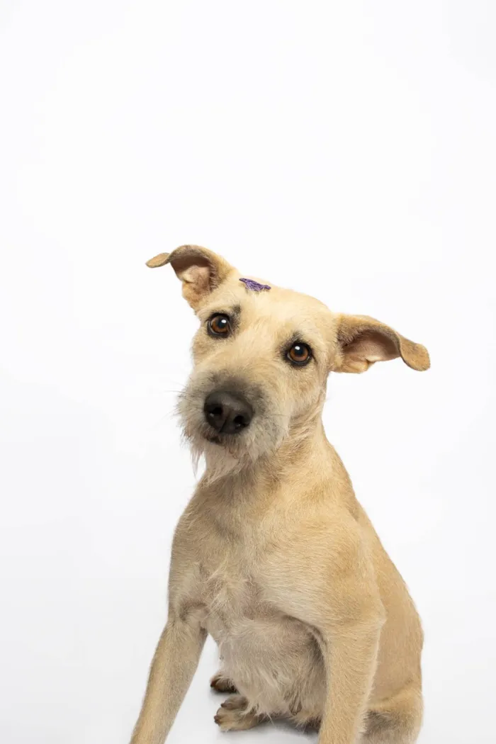 Cachorro ra a SRD-ViraLata idade 3 anos nome Mel