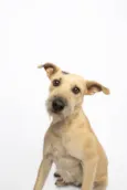 Mel
