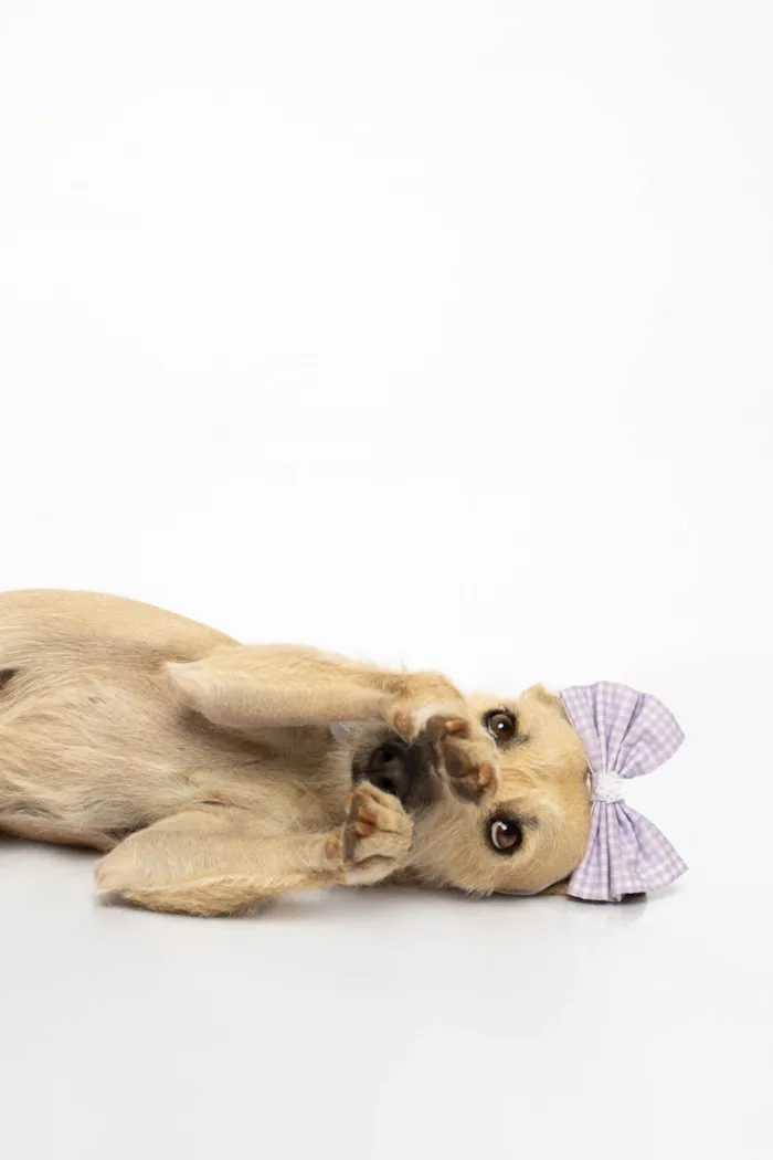 Cachorro ra a SRD-ViraLata idade 3 anos nome Mel