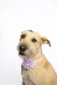 Mel