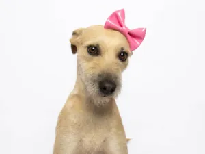 Cachorro raça SRD-ViraLata idade 3 anos nome Mel