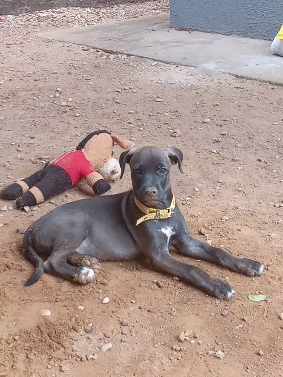 Cachorro ra a SRD-ViraLata idade 2 a 6 meses nome Bella