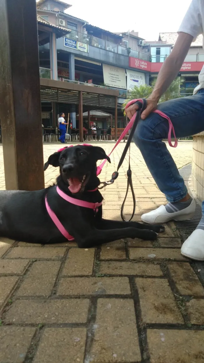 Cachorro ra a SRD-ViraLata idade 1 ano nome Lua