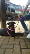 Lua