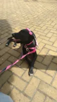 Lua