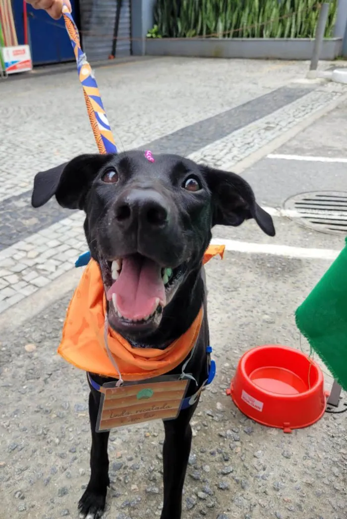 Cachorro ra a SRD-ViraLata idade 1 ano nome Lua
