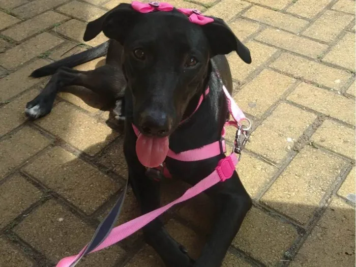 Cachorro ra a SRD-ViraLata idade 1 ano nome Lua