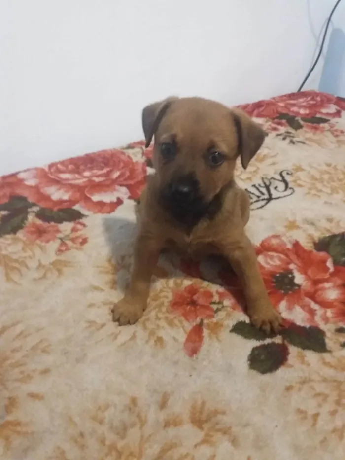 Cachorro ra a SRD-ViraLata idade 2 a 6 meses nome Ainda sem nome