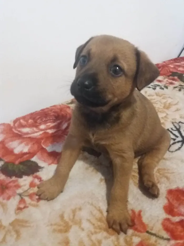 Cachorro ra a SRD-ViraLata idade 2 a 6 meses nome Ainda sem nome