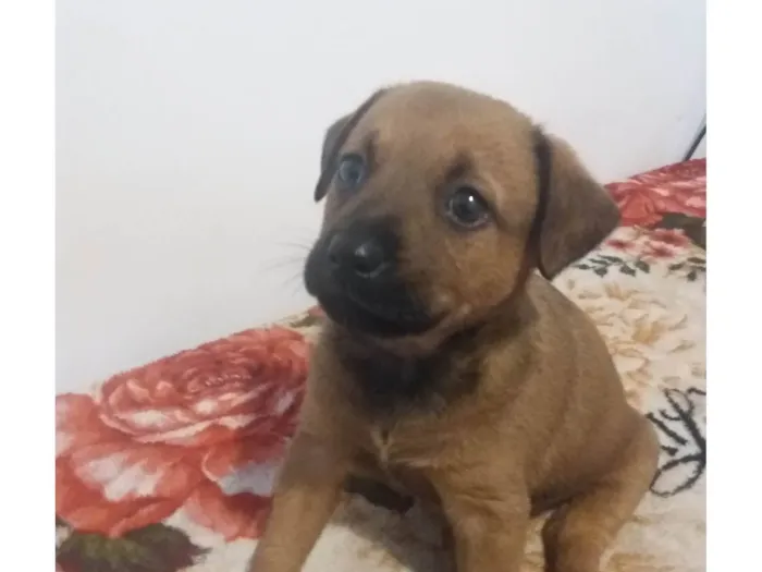 Cachorro ra a SRD-ViraLata idade 2 a 6 meses nome Ainda sem nome