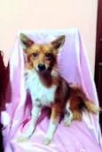 Raposinho