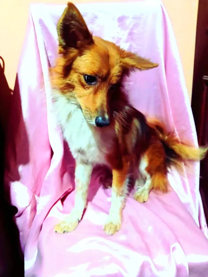 Cachorro ra a SRD-ViraLata idade 3 anos nome Raposinho 