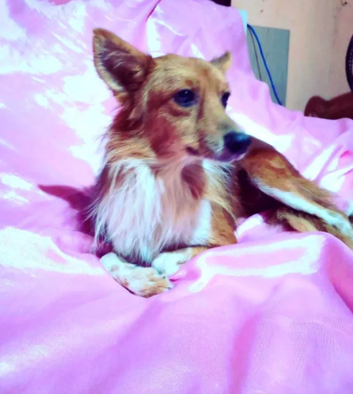 Cachorro ra a SRD-ViraLata idade 3 anos nome Raposinho 