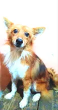 Raposinho