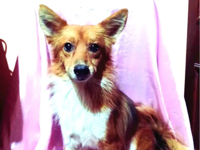 Cachorro ra a SRD-ViraLata idade 3 anos nome Raposinho 