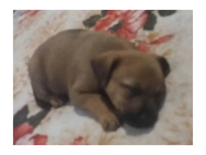 Cachorro ra a SRD-ViraLata idade 2 a 6 meses nome Ainda sem nome