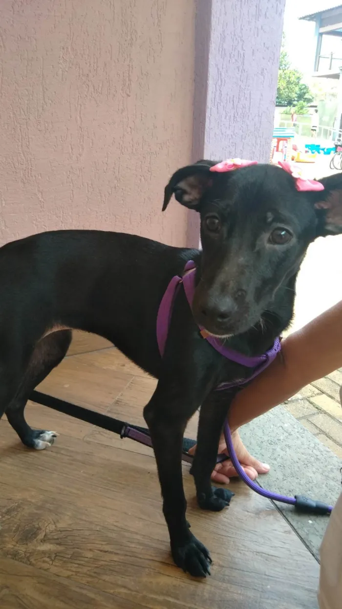 Cachorro ra a SRD-ViraLata idade 6 ou mais anos nome Zoe
