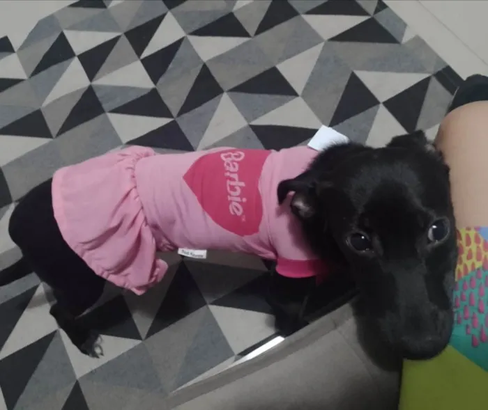 Cachorro ra a SRD-ViraLata idade 6 ou mais anos nome Zoe