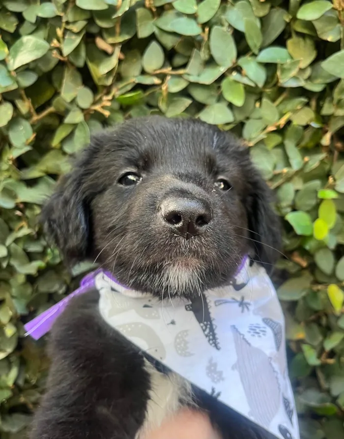 Cachorro ra a SRD-ViraLata idade Abaixo de 2 meses nome Tom