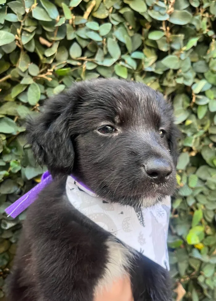 Cachorro ra a SRD-ViraLata idade Abaixo de 2 meses nome Tom