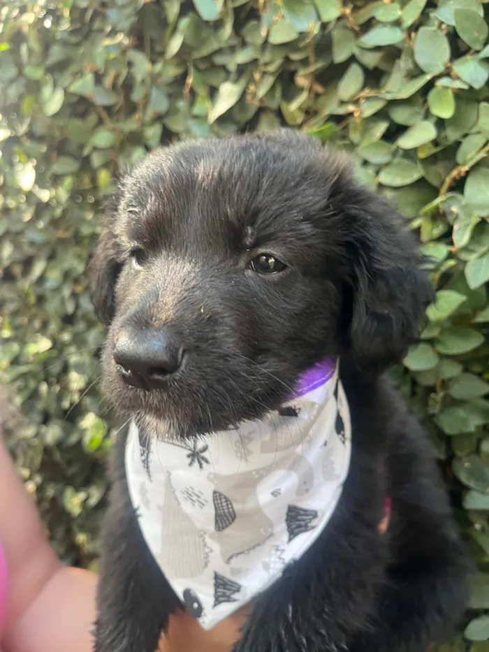 Cachorro ra a SRD-ViraLata idade Abaixo de 2 meses nome Tom
