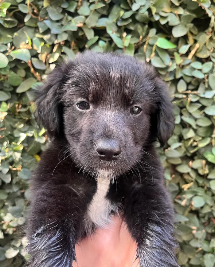 Cachorro ra a SRD-ViraLata idade Abaixo de 2 meses nome Tom