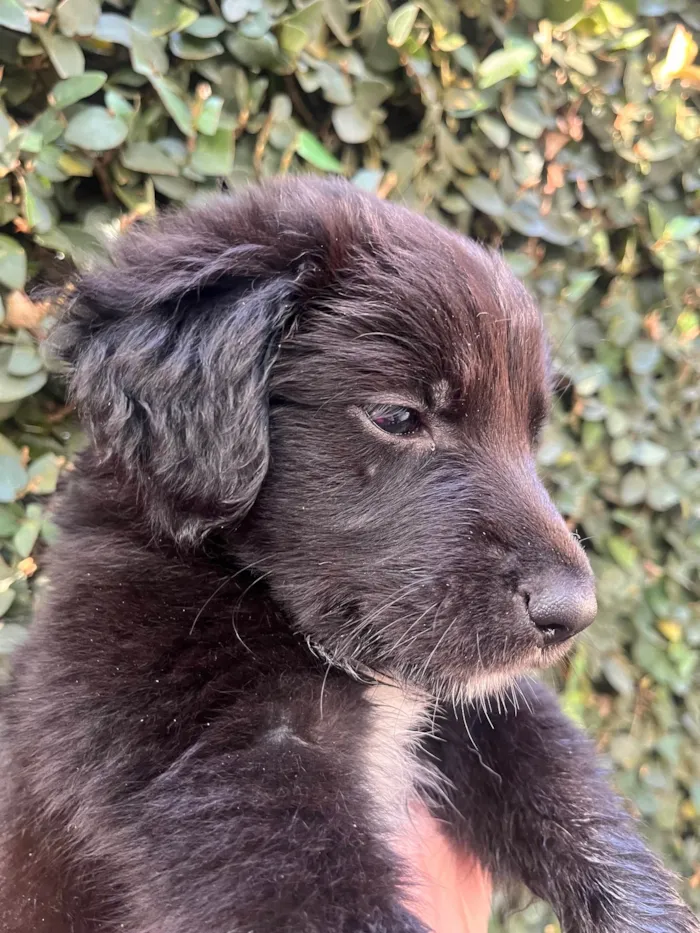 Cachorro ra a SRD-ViraLata idade Abaixo de 2 meses nome Tom
