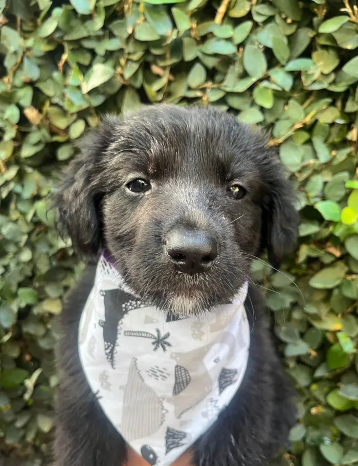 Cachorro ra a SRD-ViraLata idade Abaixo de 2 meses nome Tom