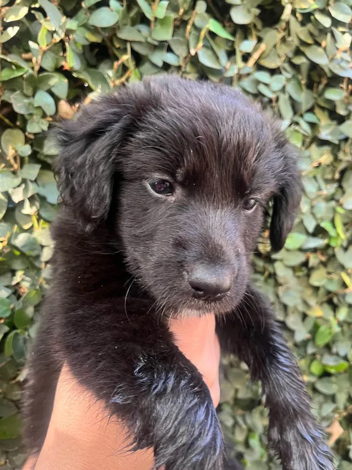 Cachorro ra a SRD-ViraLata idade Abaixo de 2 meses nome Tom