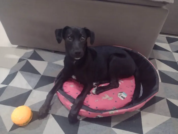 Cachorro ra a SRD-ViraLata idade 6 ou mais anos nome Zoe