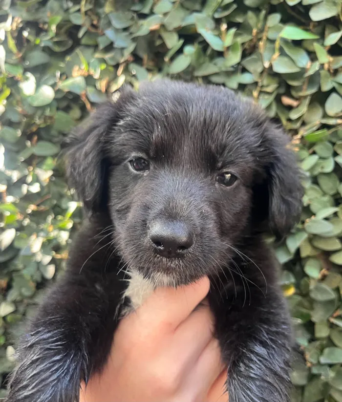 Cachorro ra a SRD-ViraLata idade Abaixo de 2 meses nome Tom