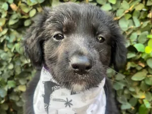 Cachorro raça SRD-ViraLata idade Abaixo de 2 meses nome Tom
