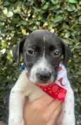 Nala
