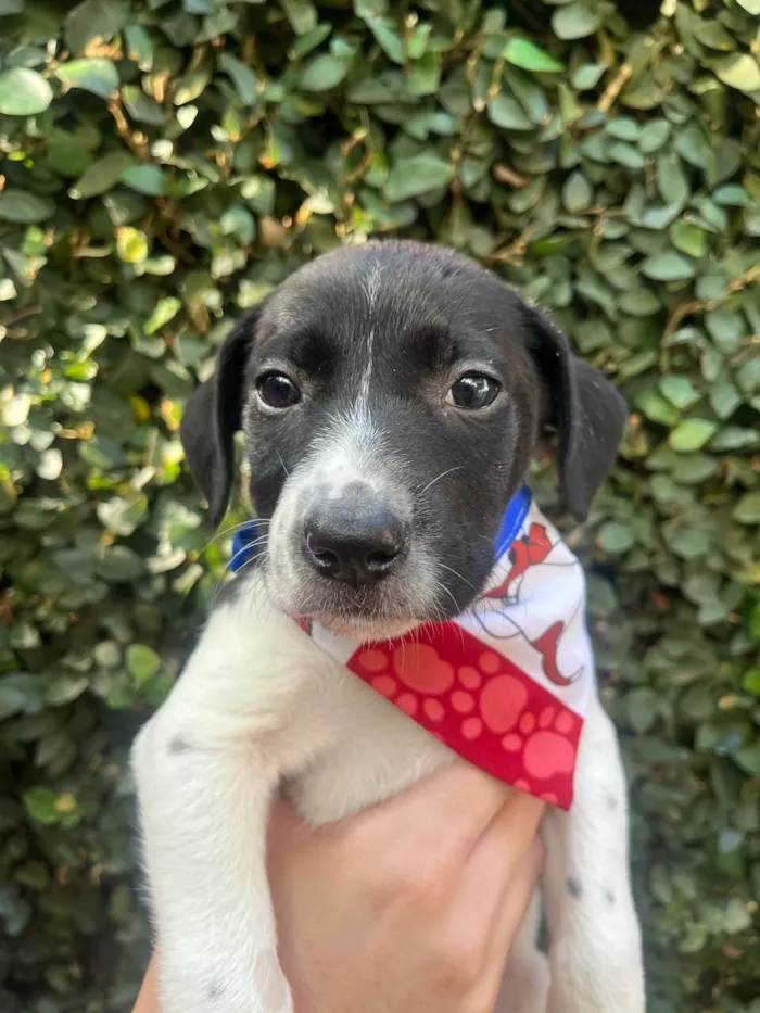 Cachorro ra a SRD-ViraLata idade Abaixo de 2 meses nome Nala