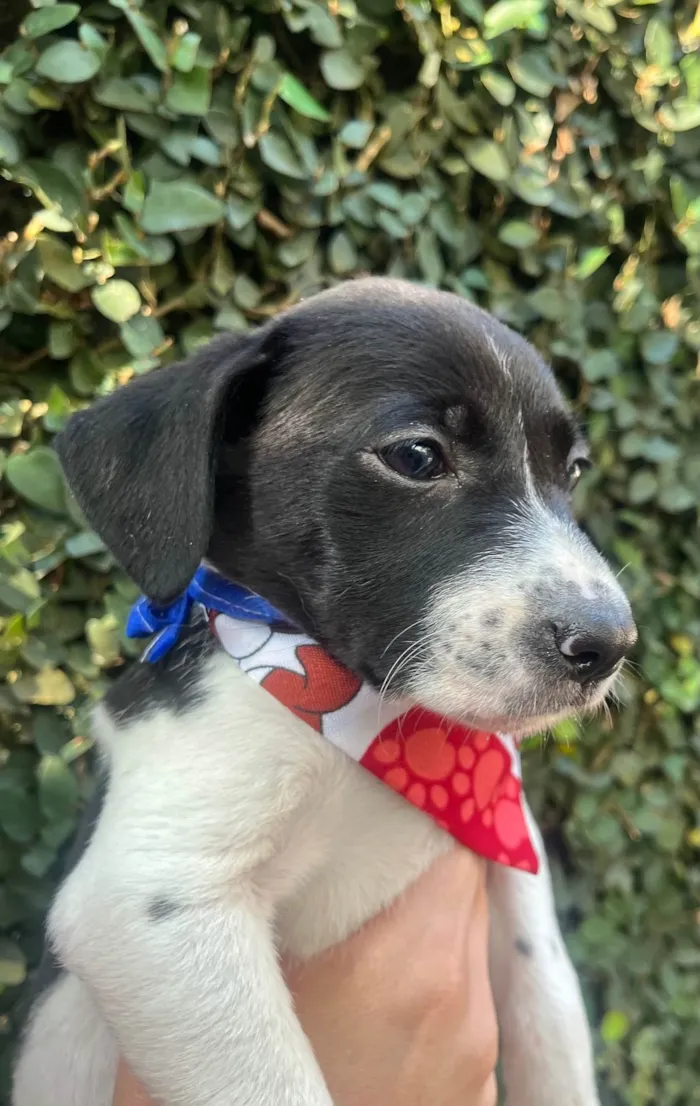 Cachorro ra a SRD-ViraLata idade Abaixo de 2 meses nome Nala
