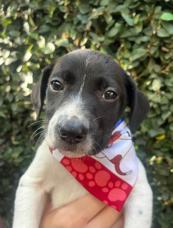 Cachorro ra a SRD-ViraLata idade Abaixo de 2 meses nome Nala