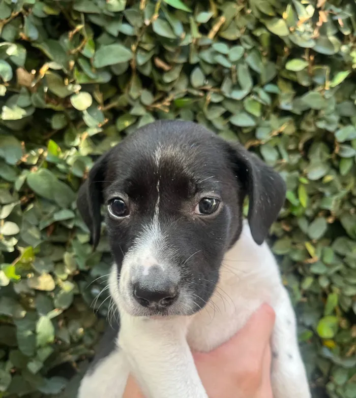 Cachorro ra a SRD-ViraLata idade Abaixo de 2 meses nome Nala