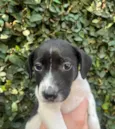 Nala