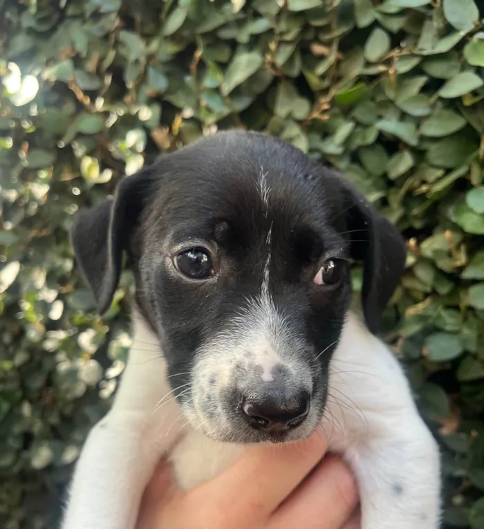 Cachorro ra a SRD-ViraLata idade Abaixo de 2 meses nome Nala