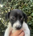 Nala