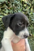 Nala